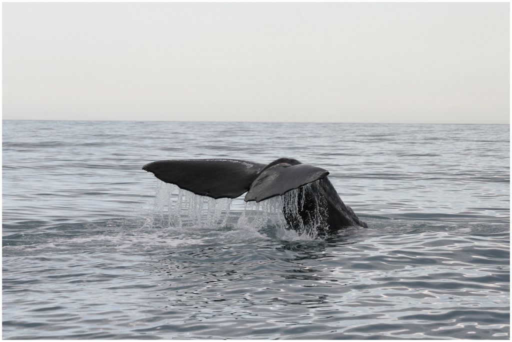 14 - Kaikoura (23).jpg